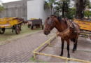 Audiência pública debaterá proibição de veículos de tração animal em Londrina