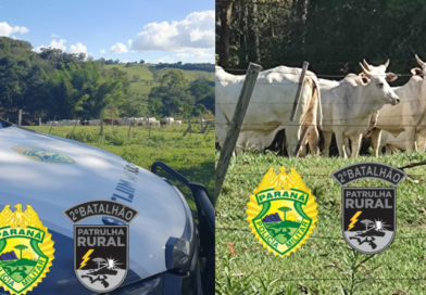 Polícia Militar da Patrulha Rural recupera gado furtado em Ibaiti