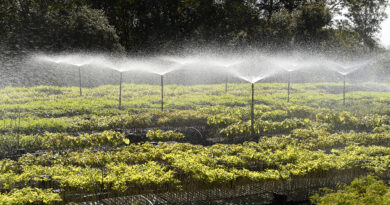 Paraná Mais Verde: Estado vai reestruturar viveiros e laboratórios de sementes