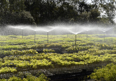 Paraná Mais Verde: Estado vai reestruturar viveiros e laboratórios de sementes