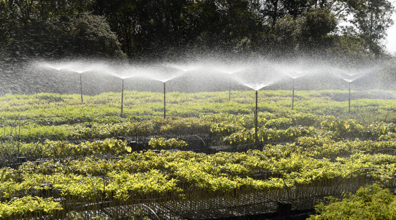 Paraná Mais Verde: Estado vai reestruturar viveiros e laboratórios de sementes