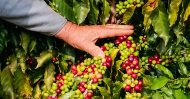 Café da Serra de Apucarana é o 24º produto do Paraná com Indicação Geográfica