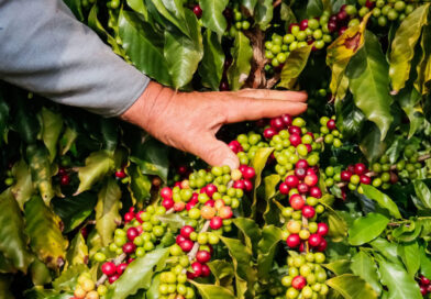 Café da Serra de Apucarana é o 24º produto do Paraná com Indicação Geográfica