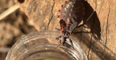 Saúde alerta sobre prevenção contra o bicho-barbeiro para evitar a doença de Chagas