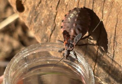 Saúde alerta sobre prevenção contra o bicho-barbeiro para evitar a doença de Chagas
