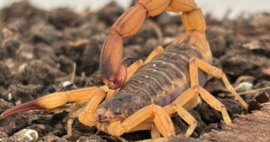 Estado mantém orientações e alerta para prevenção de acidentes com escorpiões Estado mantém orientações e alerta para prevenção de acidentes com escorpiões