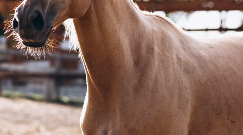 Nesta sexta, Prefeitura promove leilão de éguas e cavalos recolhidos nas ruas de Ibiporã
