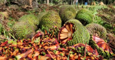 Fim da espera: temporada do pinhão começa nesta quarta-feira em todo o Paraná