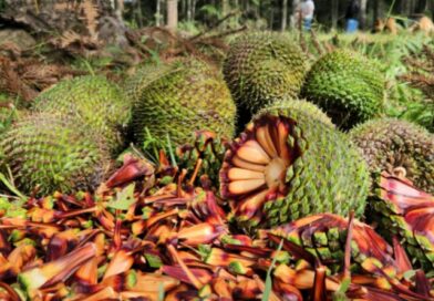 Fim da espera: temporada do pinhão começa nesta quarta-feira em todo o Paraná