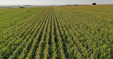Área do milho na primeira safra cresce 31% no Paraná e será recorde na segunda