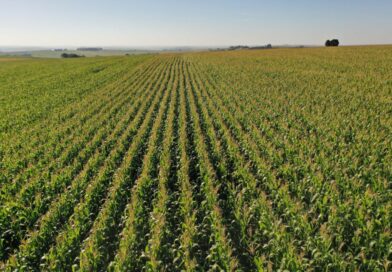 Área do milho na primeira safra cresce 31% no Paraná e será recorde na segunda