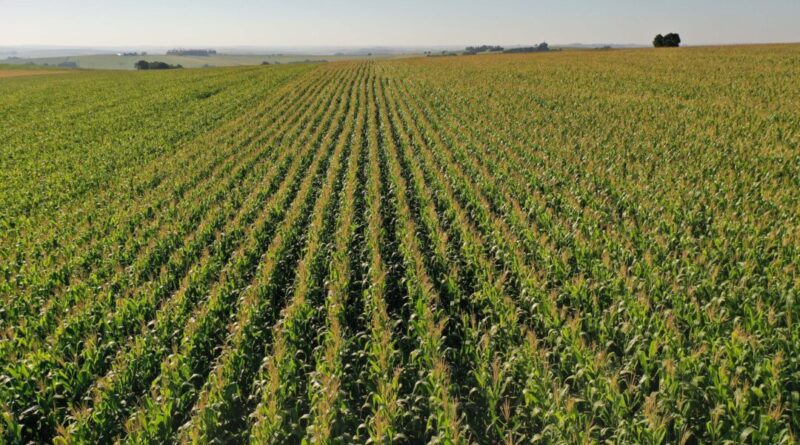 Área do milho na primeira safra cresce 31% no Paraná e será recorde na segunda